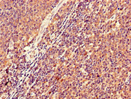 CSB-PA012360LA01HU