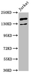 CSB-PA773036LA01HU