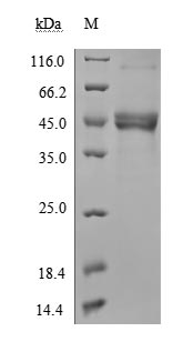 CSB-MP891791HU SDS