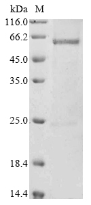 CSB-YP016025HU1f3