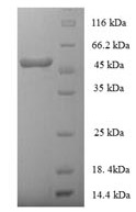 CSB-EP320269HU
