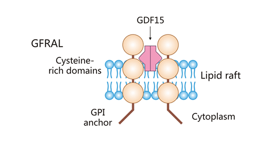 GFRAL結構示意圖